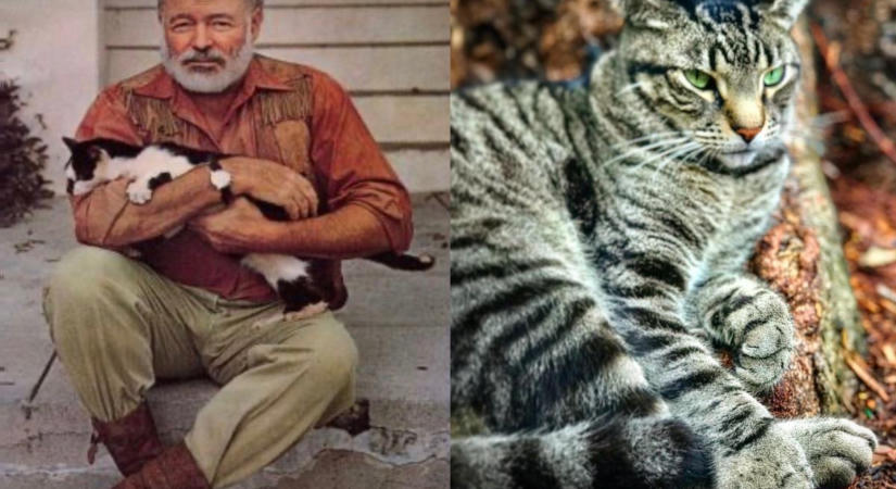 Így kísértenek még ma is Ernest Hemingway híres macskái