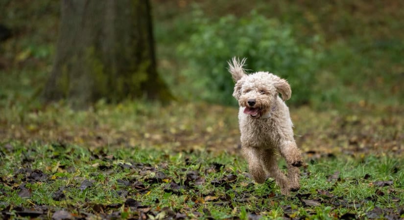 Szarvasgomba és Lagotto Fesztivál 2026 Alsópetény