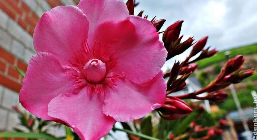 Mennyire bírja a hideget a leander, a muskátli és a bougainvillea? Elmondjuk