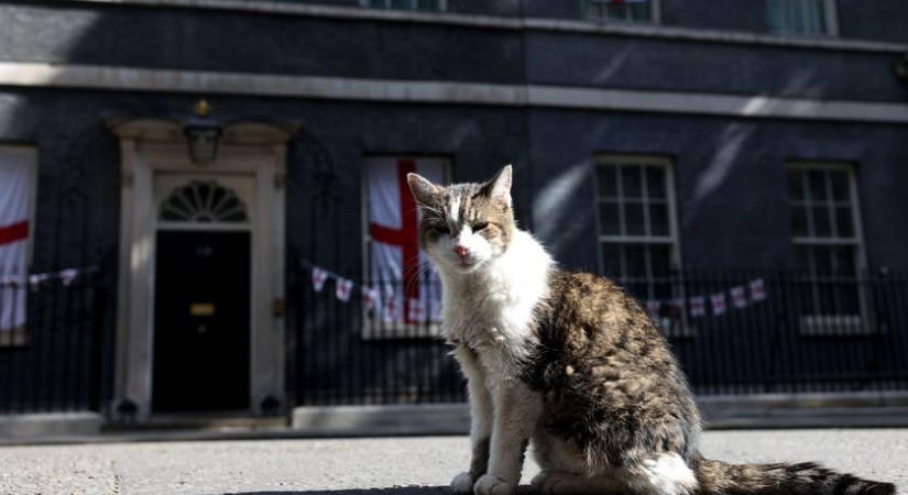 Ez a cuki cica a brit politikai élet legstabilabb alakja: akárki is a miniszterelnök, ő a Downing Street 10-ben marad