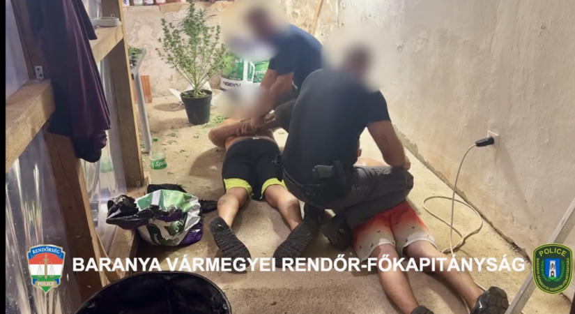 Cannabisültetvényt számoltak fel Majson – VIDEÓ