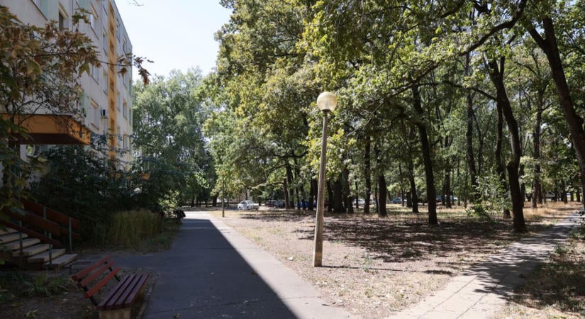 Éjjel-nappal locsolták Szeged zöldjét, de a szárazság valódi ára csak később derül ki