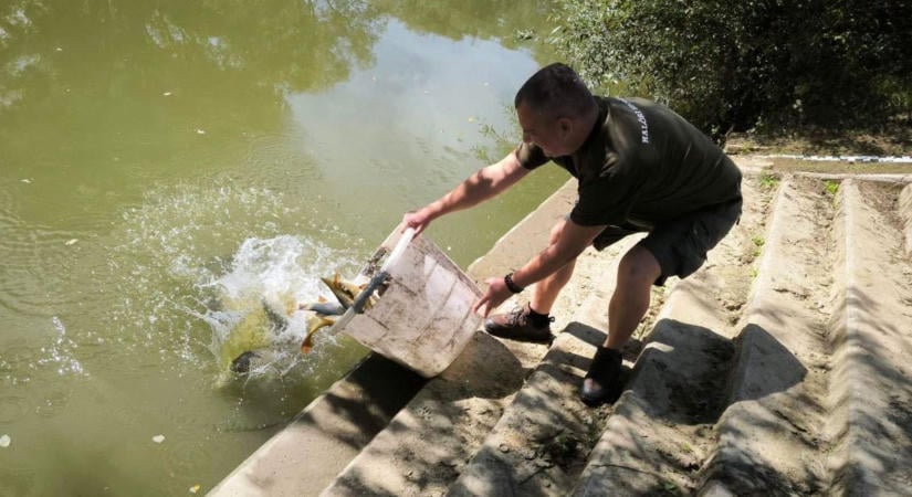 Itt a kellemesebb idő, érkeznek a pontyok a vasi vizekbe