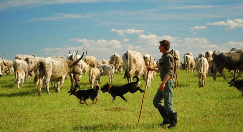 Nincs rossz legelő, csak rossz döntés – gondolt már arra, hogy létezik egy ősi AI?