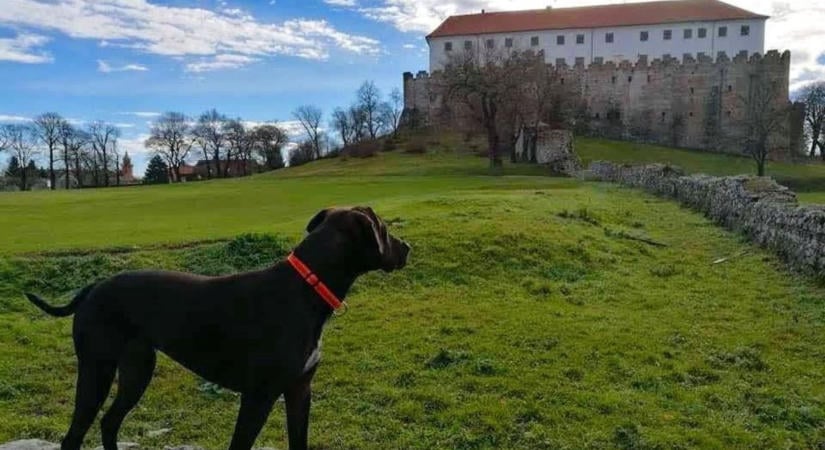 Kitettek magukért a kutyabarátok: három díj is Baranyába került