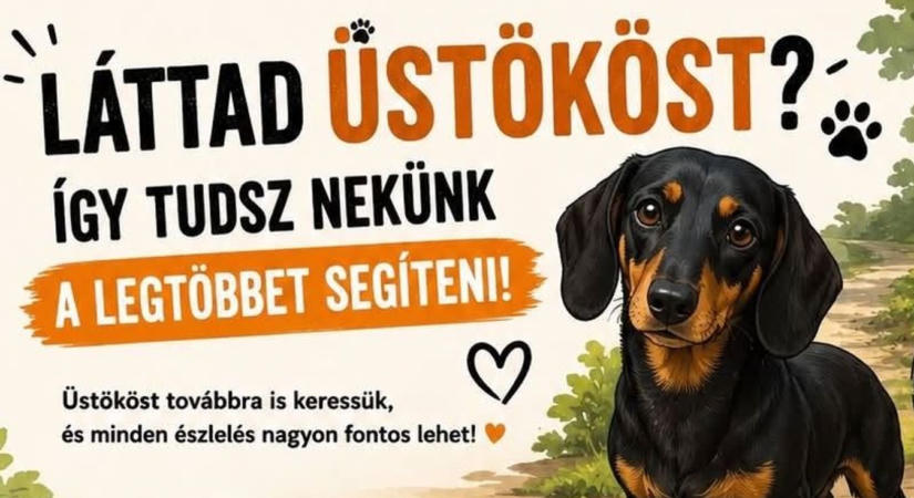 Napok óta keresik Üstököst, a Balatonudvariból eltűnt tacskót