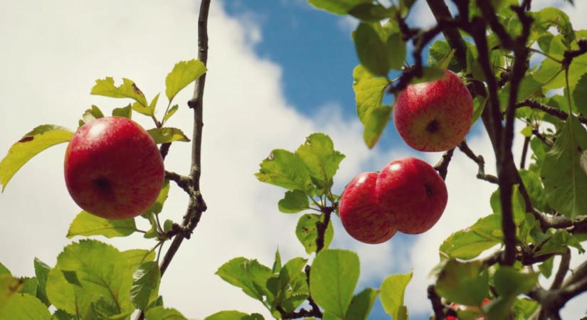 Almafa nyári metszése: hogyan javítható a gyümölcs színeződése?