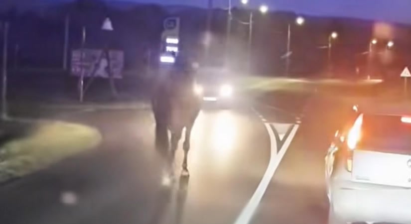 Elszabadult ló okozott riadalmat Keszthelyen, egy autóval is összeütközött