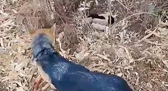 Kilenc kutyakölyökhöz vezették oda a szülők a miskolci állatvédőket – videó