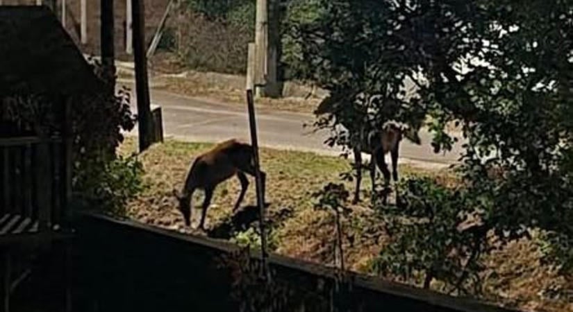 Meglepő okból korlátozzák a behajtást a felsőtárkányi temetőben