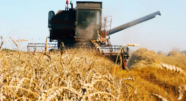 Nagyobb veszély fenyegeti a búzát, mint eddig hittük?