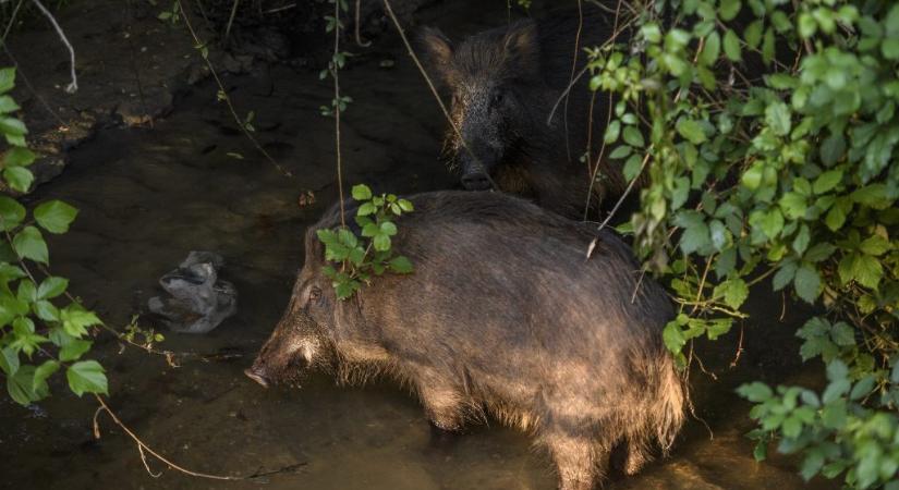 Vaddisznó rontott be egy krakkói szépségszalonba
