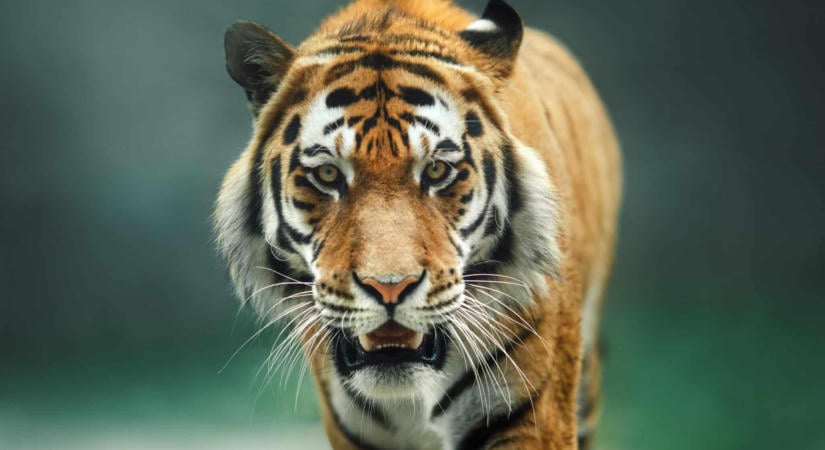 Drámai visszaesést mért a WWF a vadállat-populációkban – de van ok a reményre