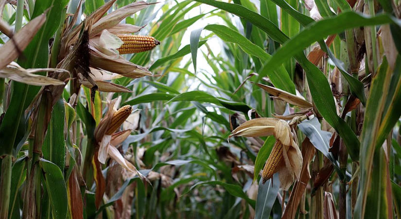Agrárelemző: Az államnak nincs pénze beismerni, de a mezőgazdasági károk óriásiak