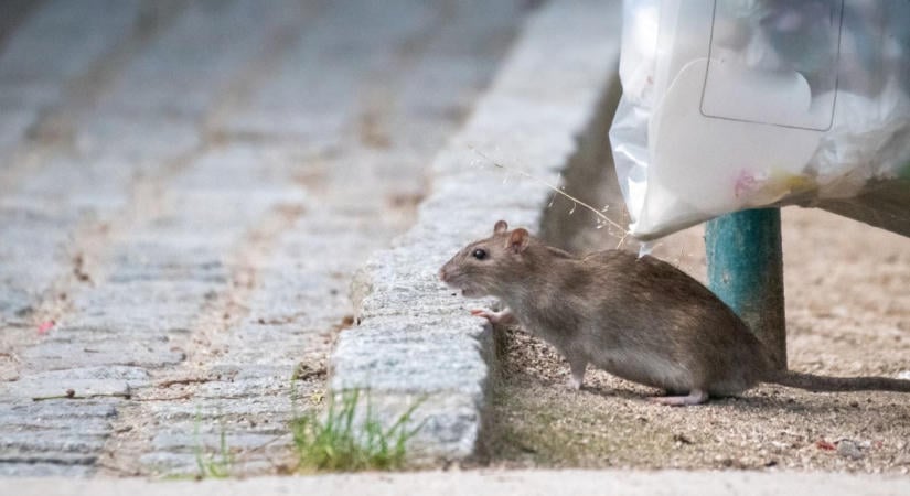 Elszaporodtak a patkányok Zuglóban, már szellőztetni sem mernek a lakók