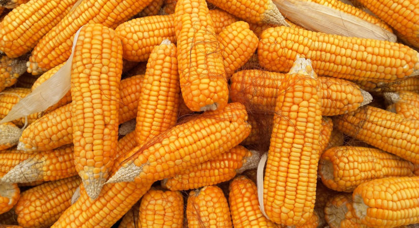 Nem tett komoly kárt az El Nino az idei termésben