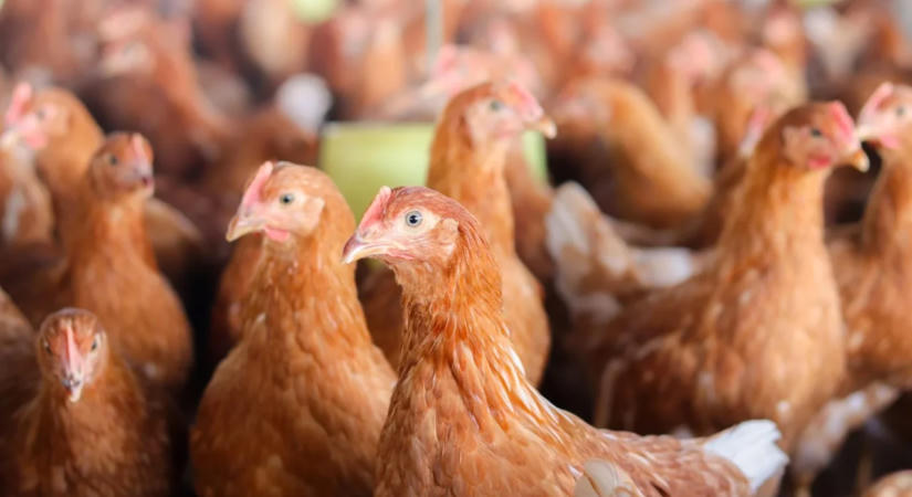 Baromfipestis jelent meg két Bács-Kiskun vármegyei telepen