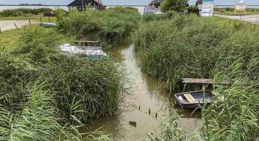 Greenpeace: Elképesztő a bíróság érvelése a Fertő-tó ügyében