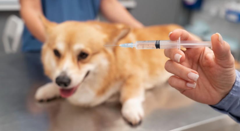 Kötelező eboltás szerdán Győrsövényházon