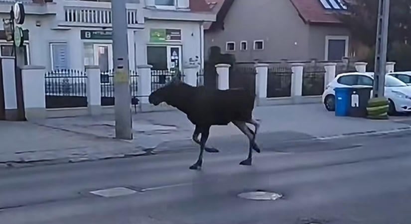 Jávorszarvas bukkant fel Debrecenben