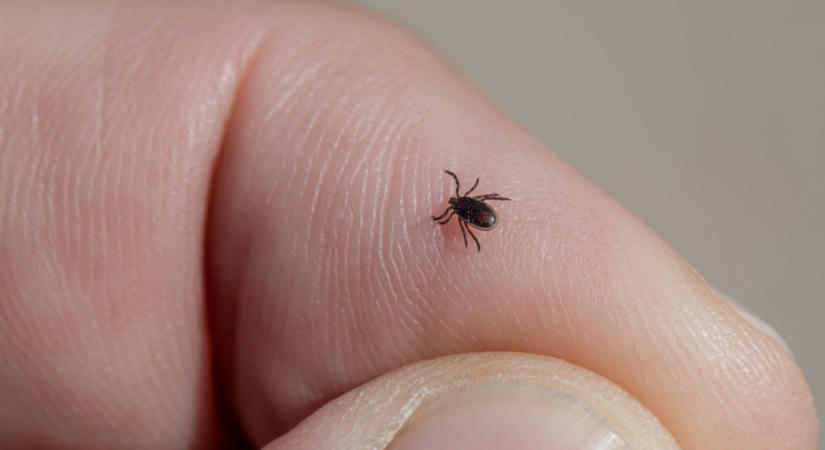 Évekig tartó betegséget is okozhat egy kullancscsípés – itt vannak a tudnivalók