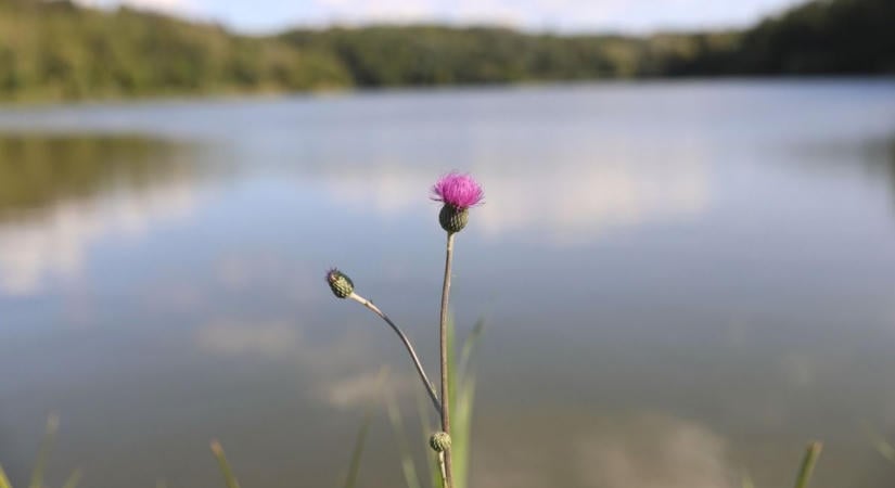 Kikapcsolódás helyett életveszély a Malomvölgyi-tónál? Elege lett a kirándulóknak