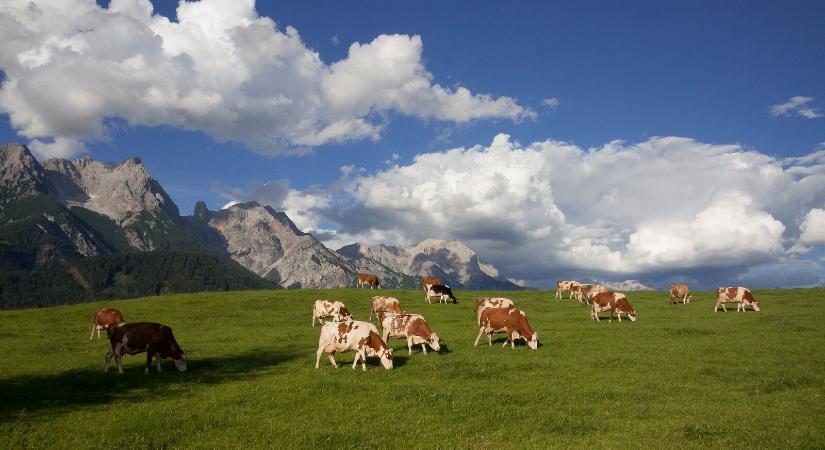 Az év agrárinfluenszerét keresik Ausztriában