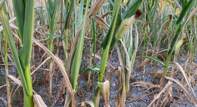 Versenyképesség változó környezetben: a magyar agrárium előtt álló kihívások és lehetőségek