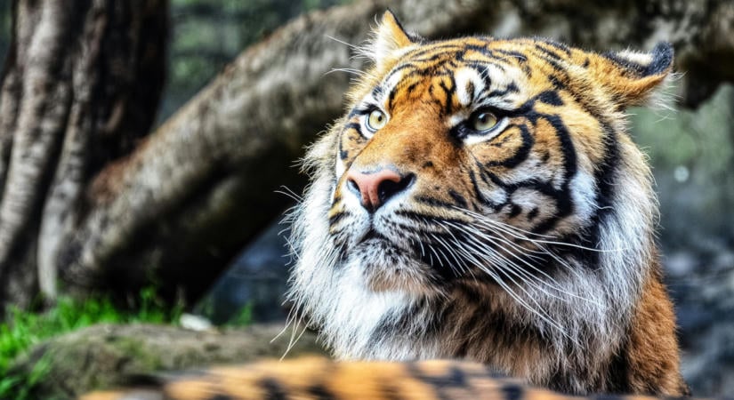 Halálos tigristámadás Angliában: súlyos elmebetegségben szenvedett az áldozat