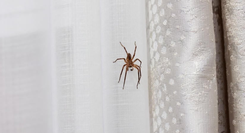 Mi lehet ez? Minden konyhában van ilyen, és a pókok menekülnek előle
