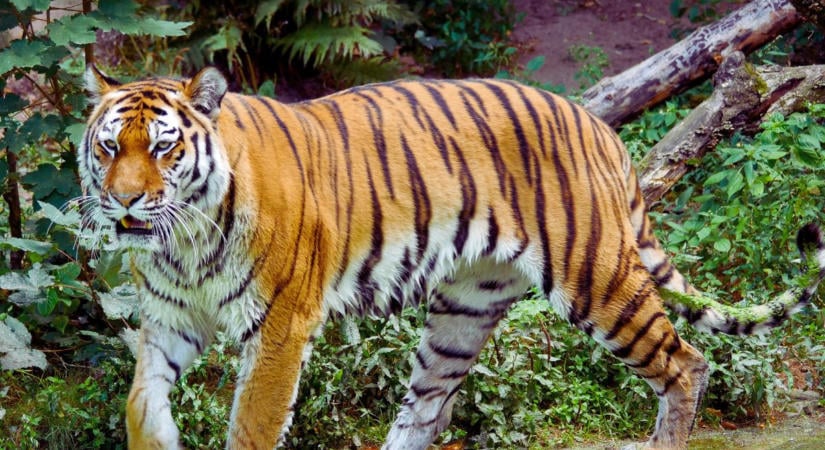 A tigris, aki túlélte saját támadását