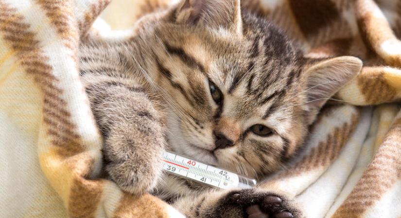 Macskaallergia – mitől függ, hogy kinél jelentkezik?