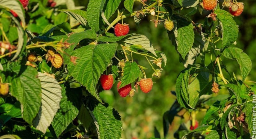 Szeder és málna metszése és ültetése ősszel
