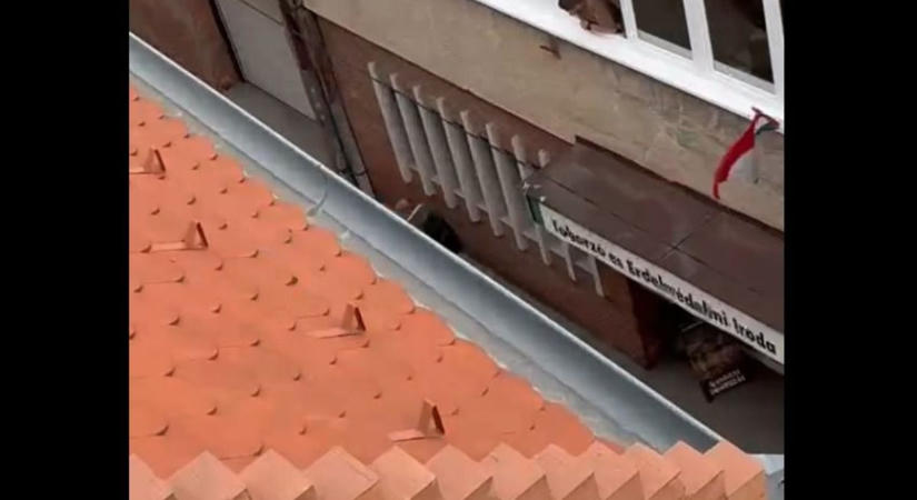 Összeomlás a Kisfaludy utcában: magából kikelve üvöltözött egy férfi Pécs belvárosában (VIDEÓ)