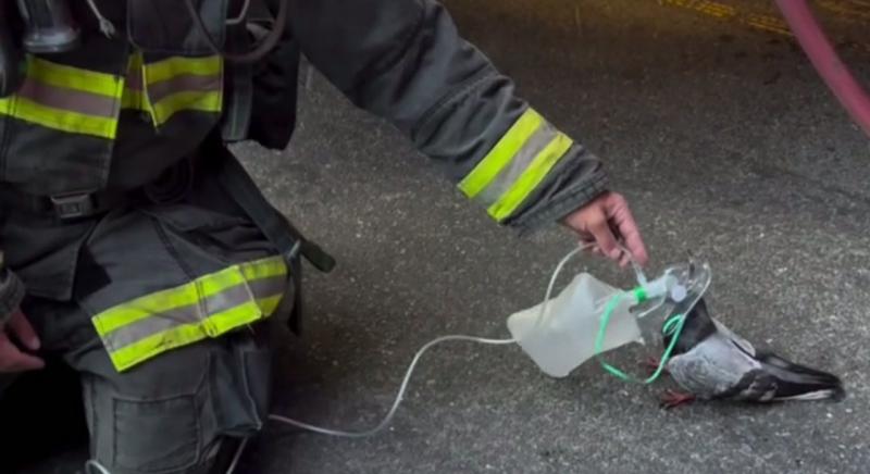Oxigént adtak az oaklandi tűzoltók egy bajba jutott galambnak – videó