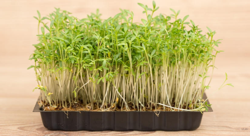 Hagyd a céklát: meghálálja a májad, ha minden nap eszel ebből a fura zöldségből - Tele van antioxidánsokkal