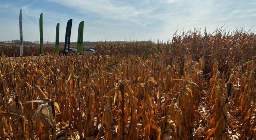 Új távlatok a hazai kukoricatermesztésben, betakarítási bemutatót tartott az AgroMasters Hungary Kft. Tiszavasváriban