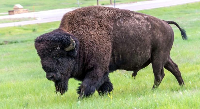 Videón, ahogy egy megvadult bölény felöklel egy turistát a Yellowstone Nemzeti Parkban