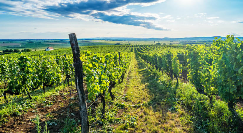 Folyamatosan tűnik el a magyar szőlő: vallott a szakember, kiderült az igazság?