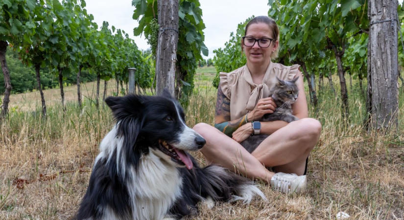 Egy baji borászatban a palackoknak is saját történetük van