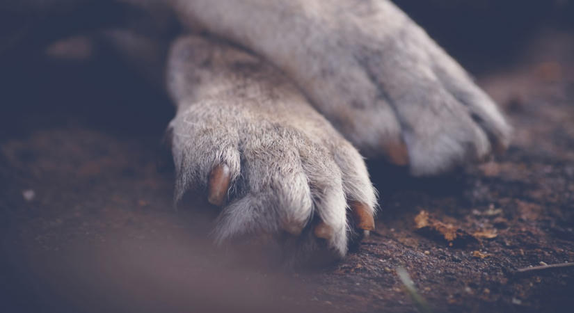 Túlnőtt karom: nem csak esztétikai probléma, komoly gond is lehet belőle