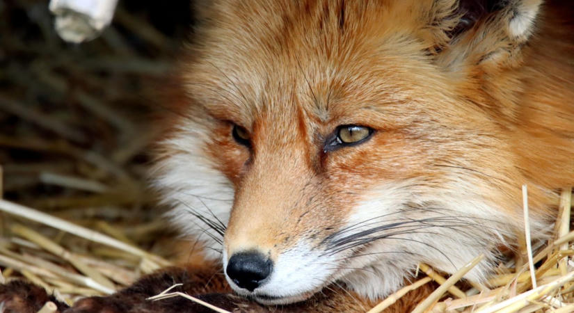 Erősített az adatvédelmen a Firefox egy praktikus újítással