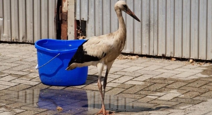 Saját vizéből itatta meg a kimerült gólyát a közutas: Megindító videón a tiszakécskei csoda