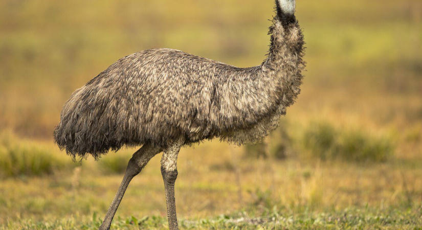 Emu kószált Hajdúsámsonban