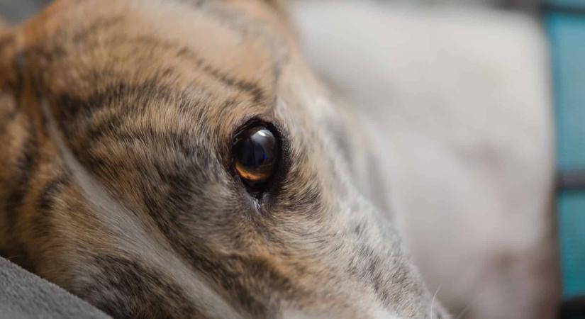 Tömegsírt találtak a magát altatásmentesnek hirdető menhelyen: 117 kutya maradványa került elő