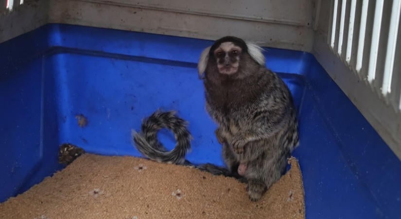 Letartóztatásba került a tigris után selyemmajmot tartó férfi