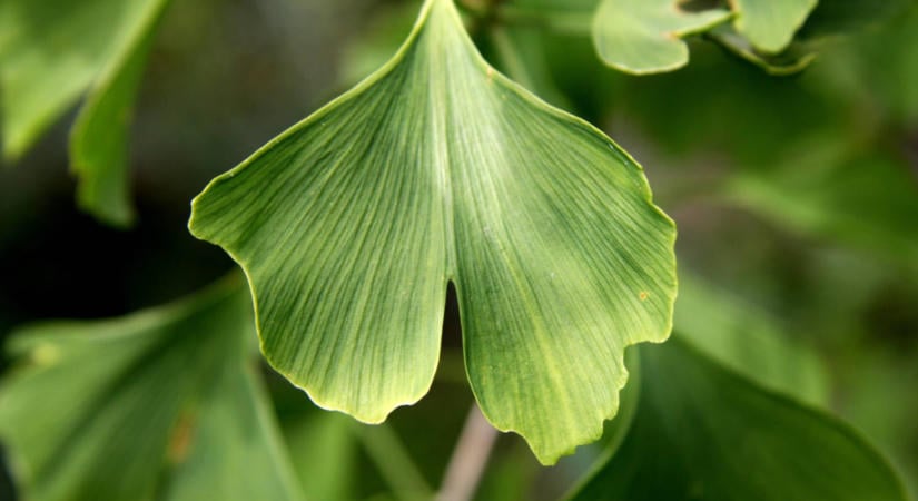 Egy városi túlélő, amelyet rosszul használunk: Ginkgo biloba