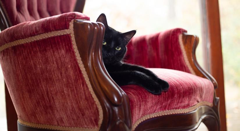 Hodge, a rejtélyes angol macska, akinek köze van Petőfihez