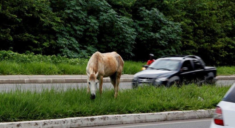 Szökött ló okozott nagy riadalmat Zalában: videón, ahogy egy autóval összeütközik
