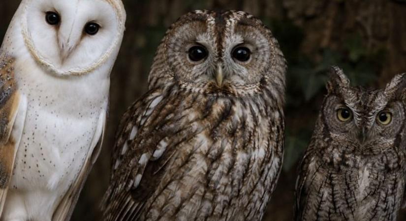Te dönthetsz! Három különleges bagoly közül kerül ki a 2027-es Év Madara
